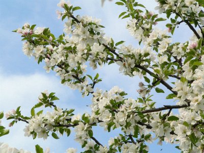 Apple Blossoms
