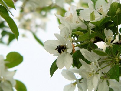 Apple Blossoms