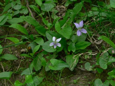 Violet