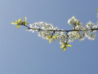 Apple Tree