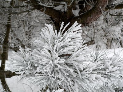Hoarfrost