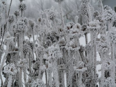 Hoarfrost