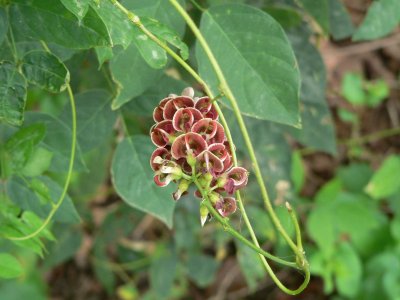 Ground Nut