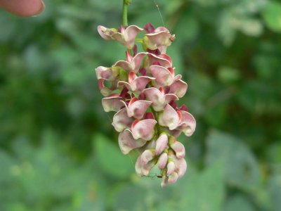 Ground Nut