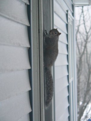 Squirrel on
bathroom Window