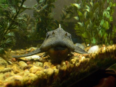 Jenny's
Plecostomus