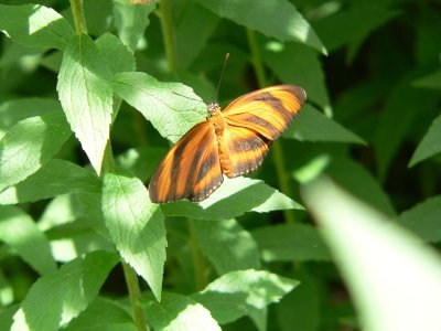Banded Orange Heliconian 
a tropical butterfly 
Albuquerque Biopark