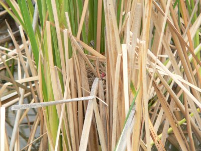 Redwing Nest
Bosque del Apache NWR