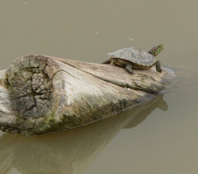 Red-eared Slider
Bosque del Apache NWR