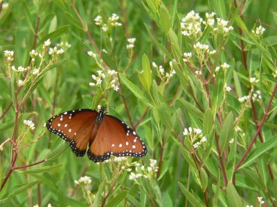 Queen Butterfly 
Bosque del Apache NM