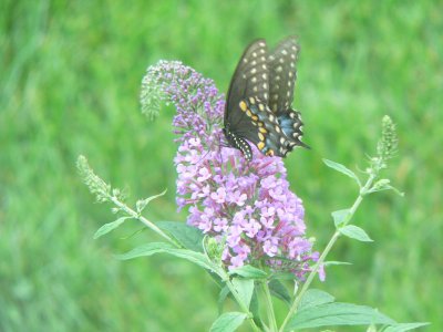 Black Swallowtail