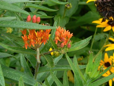 Monarch Larvae
Butterfly Milkweed