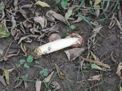 Netted Stinkhorn
Dictyophora duplicata