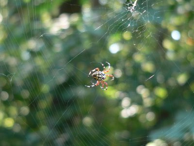 ~Marbled Orb Weaver
