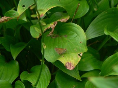 Skipper