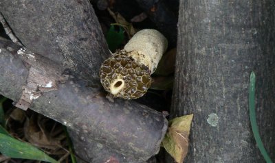 Netted Stinkhorn
Dictyophora duplicata