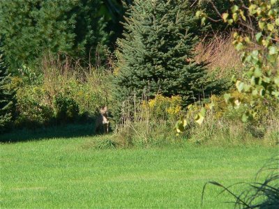 Coyote
Cumberland Ridge Rd