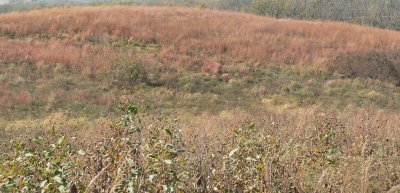 Kish-Ke-Kosh Prairie
State Preserve, Jasper Co IA