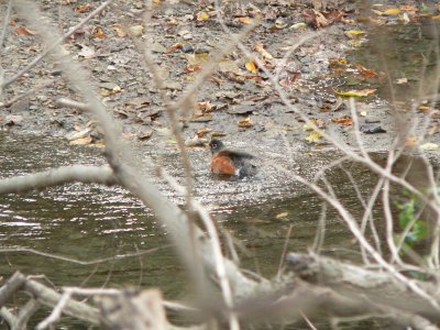 bathing robin
Thomas Mitchell Park
Polk Co IA