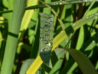 September Dew