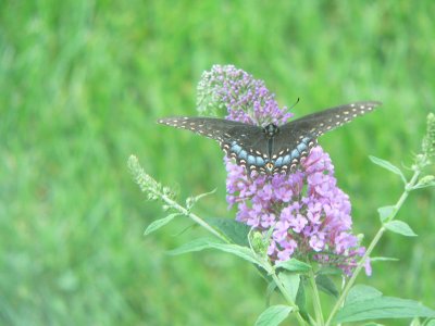 Butterflies & Moths