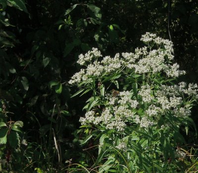 P1000097_2.jpg