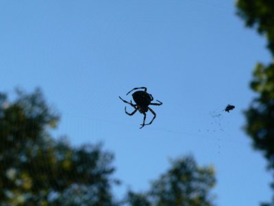 ~Marbled Orb Weaver
