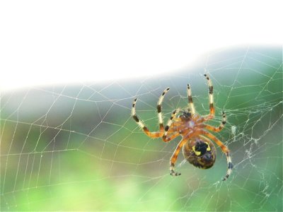~Marbled Orb Weaver