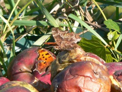 Comma [Left] and Question Mark [Right]
