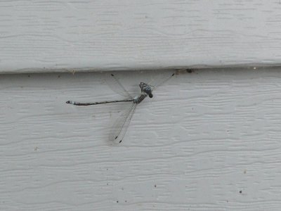 P1000138.jpg