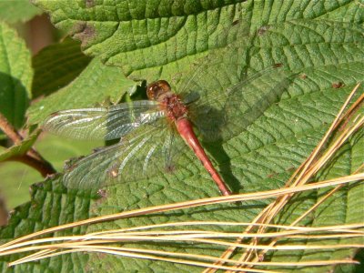 P1000230.jpg