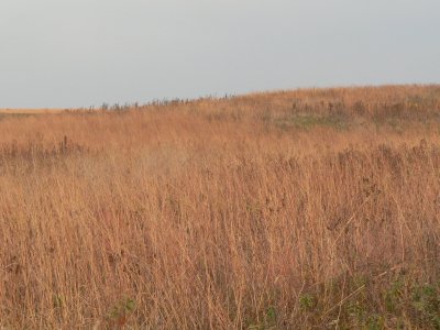P1000345.jpg