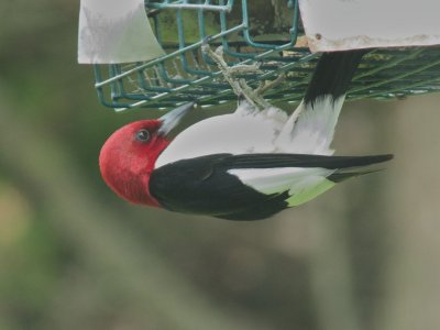 Red-headed
Woodpecker