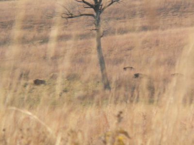 Neal Smith NWR
Jasper Co IA