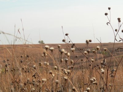 Neal Smith NWR
Jasper Co IA