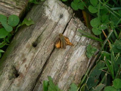 ? Skipper