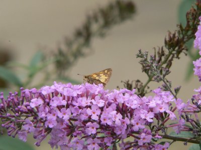 ? Skipper