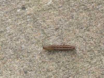 ?moth? larvae