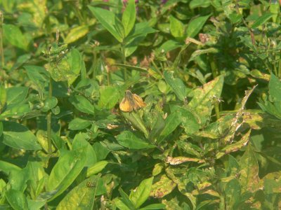 ? Skipper