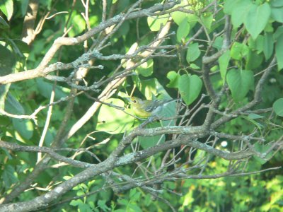 Yellow-throated Vireo
North Liberty