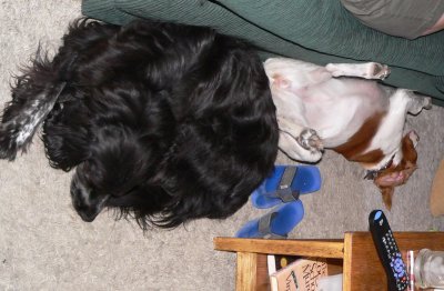 Bella was already lying
down when Duncan
came up & laid down
