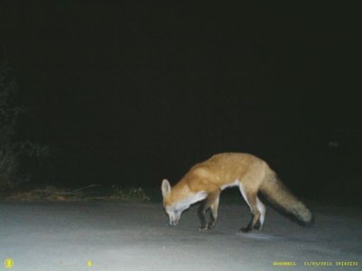 Mammals
