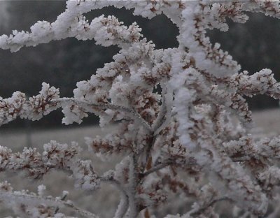 Hoarfrost -- looks like coral to me.