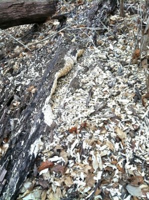 Rotten section of fallen tree,
heavily worked by woodpeckers