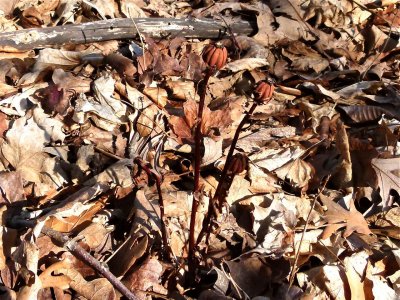 Seed Capsule of Indian Pipes