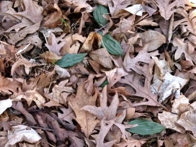 Puttyroot leaves