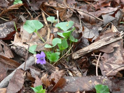 early Blue Violet