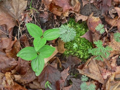 Snow Trillium & Dutchmans Breeches leaves and moss