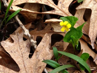 early Yellow Violet