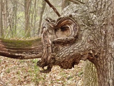 Are you ever walking in the woods 
and have the feeling something is watching you?